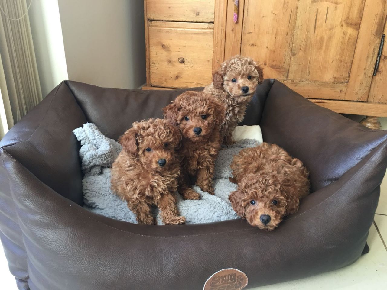 Handsome Toy Poodle Male and female en San German, Puerto Rico