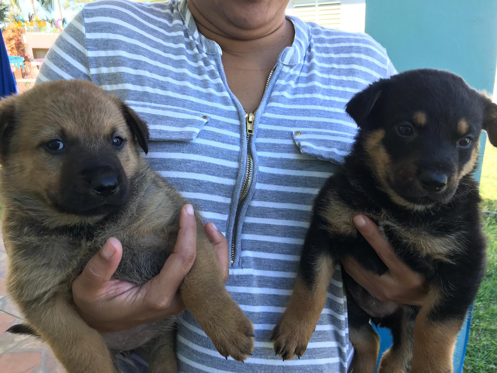 Se regalan perros puppy en Moca, Puerto Rico, Puerto Rico