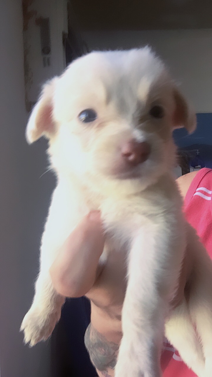 Puppies Maltipoo (Maltese y poodle) en Adjuntas, Puerto Rico, Puerto