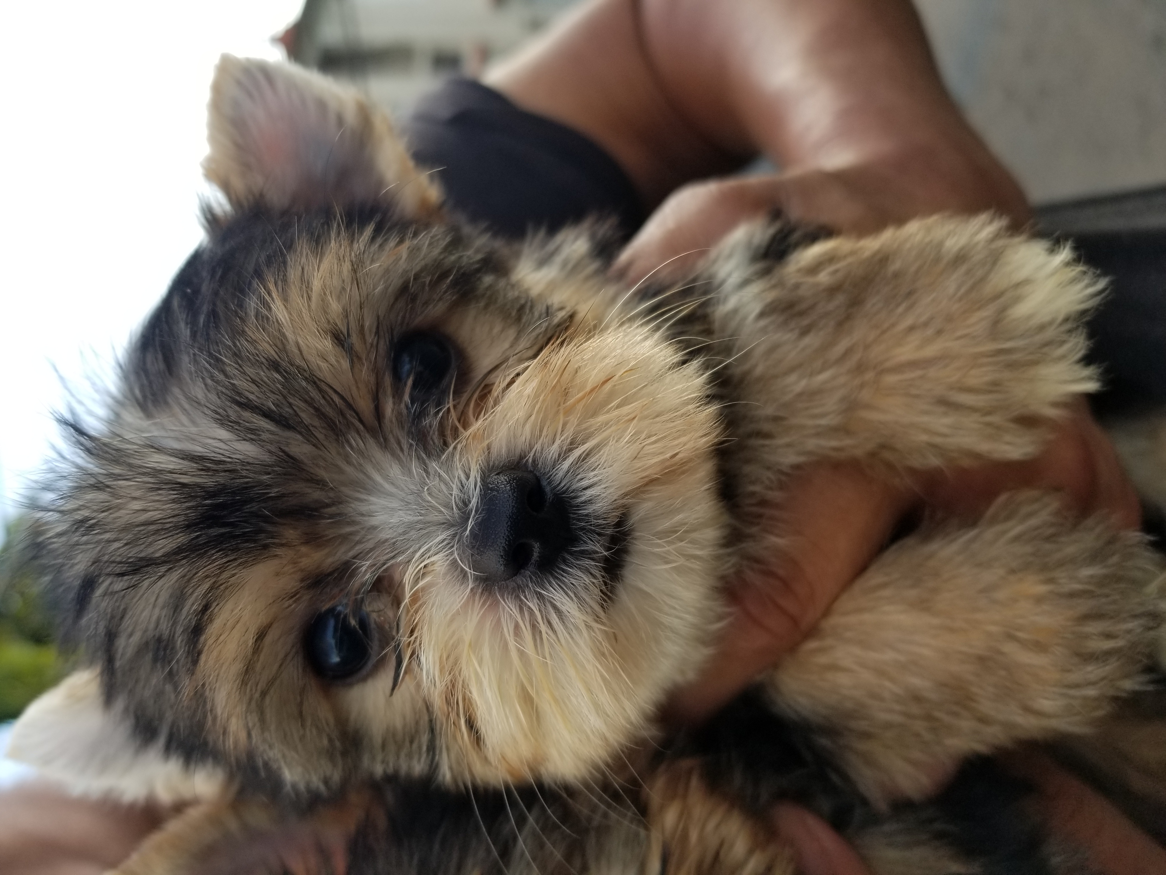 Venta de yorkie en Trujillo Alto, Puerto Rico, Puerto Rico