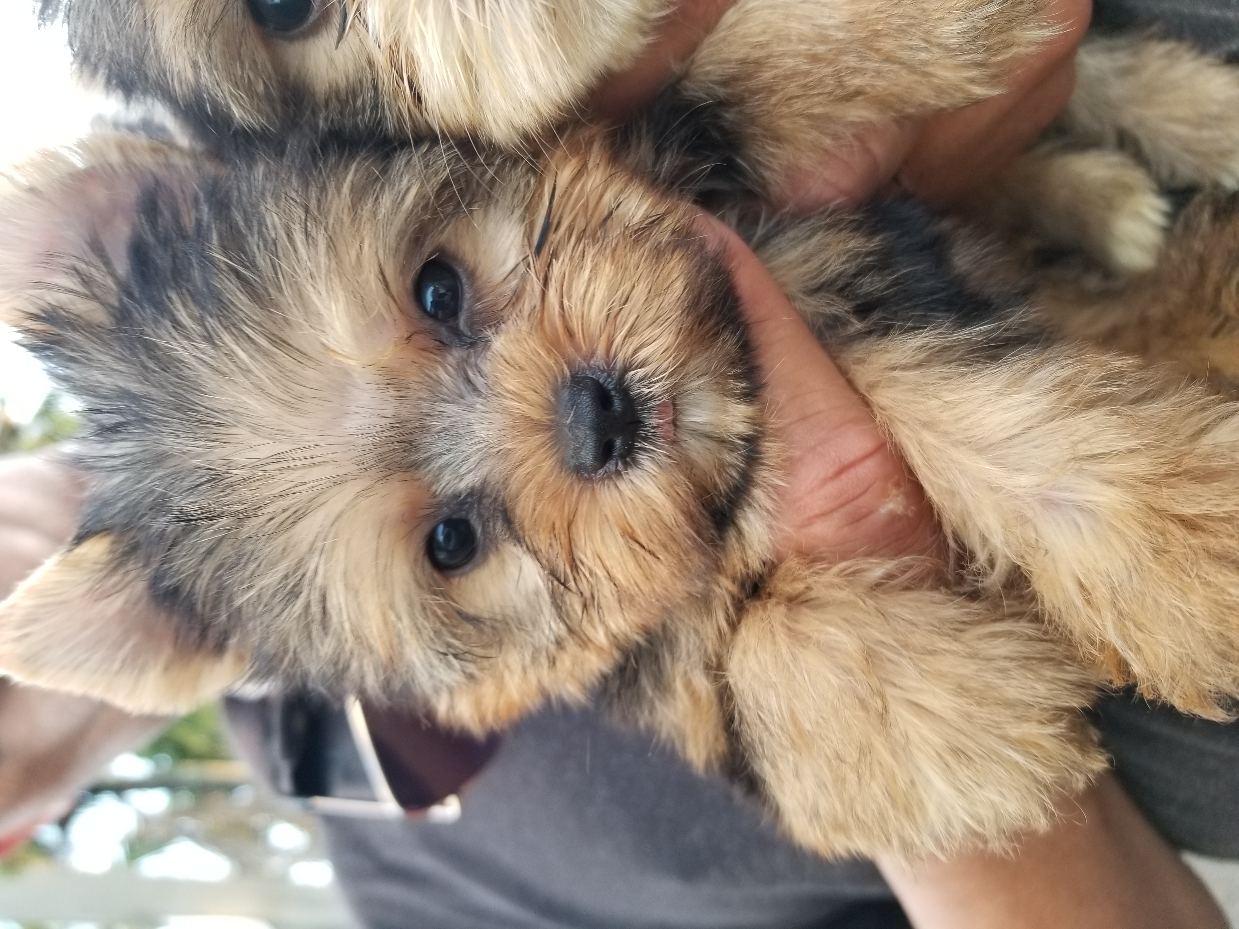 Venta de yorkie en Trujillo Alto, Puerto Rico, Puerto Rico