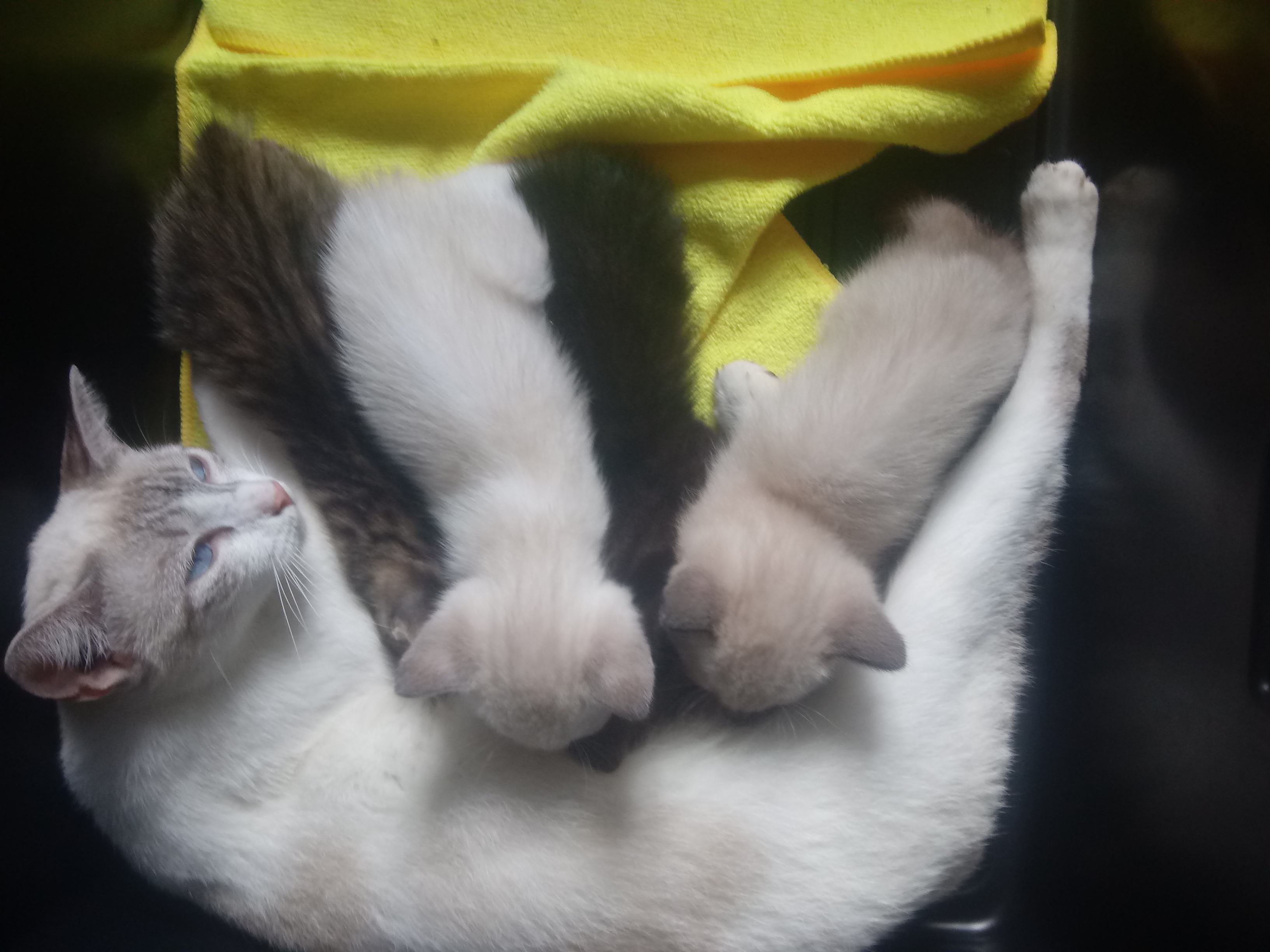 Imagen publicada de Tengo Gatos MANX listos