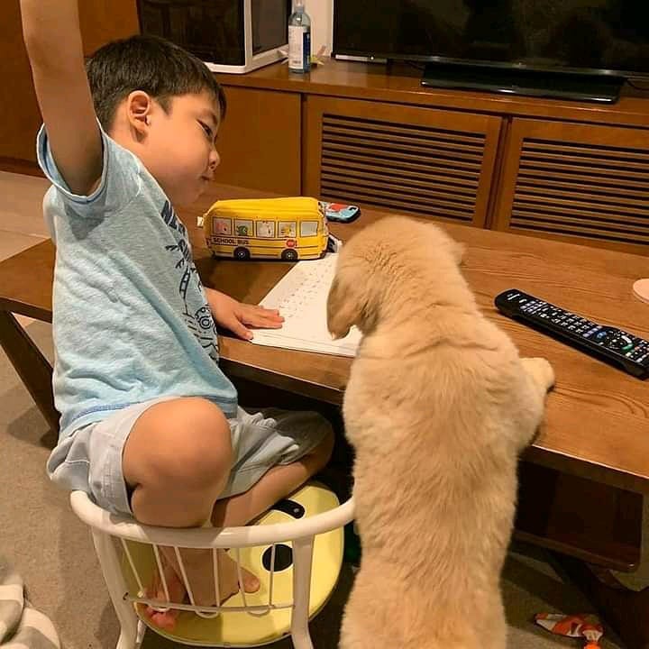Imagen publicada de Cachorros