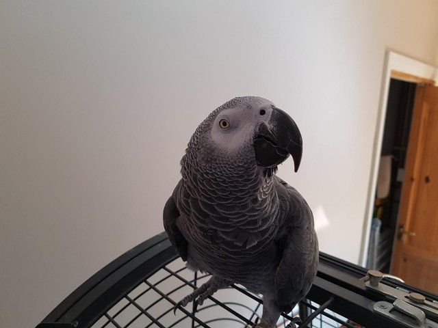 Imagen publicada de African Grey Congo Cities Certificate